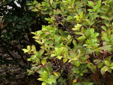 Sonbahar yapraklı ağaç dalları, doğa bitki örtüsü ve yapraklar