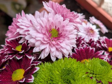 güzel kasımpatı çiçekleri siyah arkaplanda 