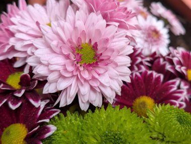 güzel kasımpatı çiçekleri siyah arkaplanda 