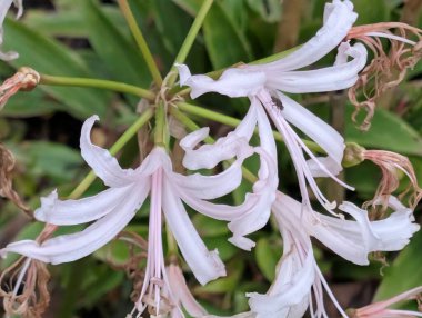 Bulanık bahçe arka planında çiçeklerin açtığı bir makro.