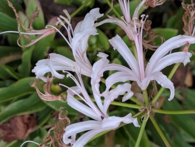 Bulanık bahçe arka planında çiçeklerin açtığı bir makro.