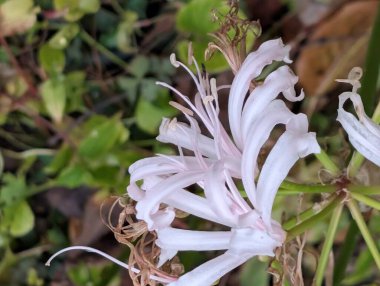 Bulanık bahçe arka planında çiçeklerin açtığı bir makro.