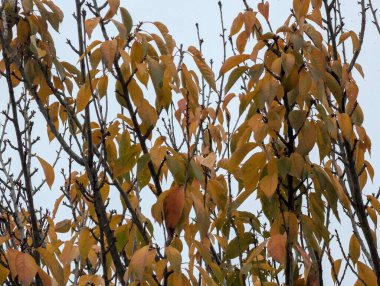 Ağaç dalları flora, doğa flora 