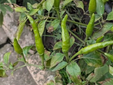 Yeşil biberler yemyeşil yaprakların arasında büyüyor.