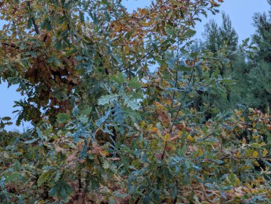 Ormandaki ağaç dalları. doğa ve arkaplan 