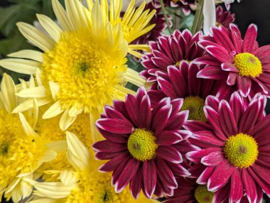 Kasımpatı çiçeklerini defansif şekil ve renklerle kapat 