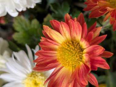 Kasımpatı çiçeklerini defansif şekil ve renklerle kapat 