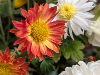 Kasımpatı çiçeklerini defansif şekil ve renklerle kapat 