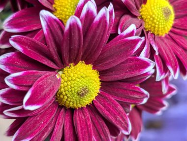 Bulanık bahçe arka planında çiçeklerin açtığı bir makro.