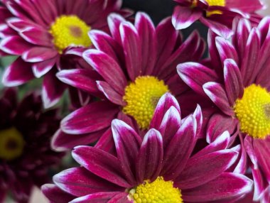 Bulanık bahçe arka planında çiçeklerin açtığı bir makro.