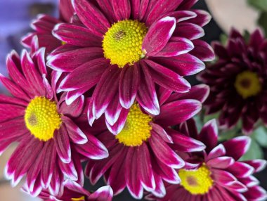 Bulanık bahçe arka planında çiçeklerin açtığı bir makro.