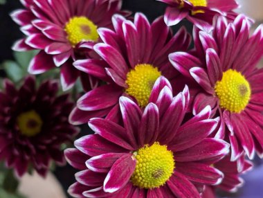 Bulanık bahçe arka planında çiçeklerin açtığı bir makro.