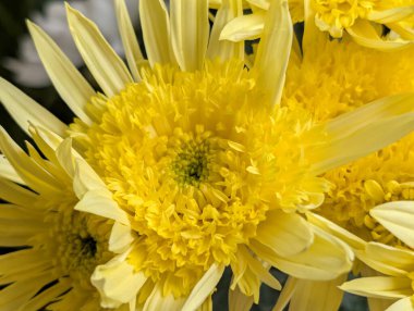 Bulanık bahçe arka planında çiçeklerin açtığı bir makro.