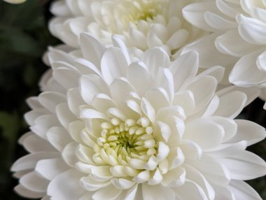 Bahçe çiçeklerinin koyu arkaplanda açtığı Macro çekimi. 