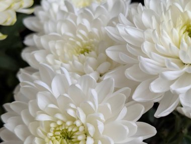 Bahçe çiçeklerinin koyu arkaplanda açtığı Macro çekimi. 