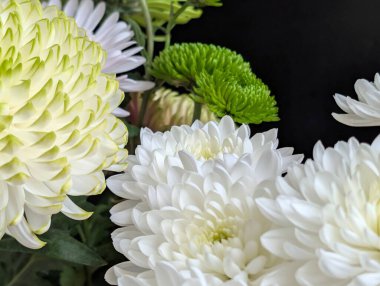 Kasımpatı çiçeklerini defansif şekil ve renklerle kapat 