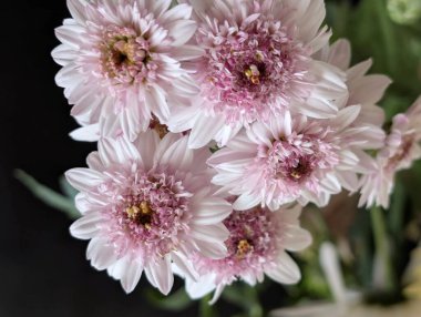 Bulanık bahçe arka planında çiçeklerin açtığı bir makro.