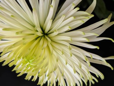 Bulanık bahçe arka planında çiçeklerin açtığı bir makro.