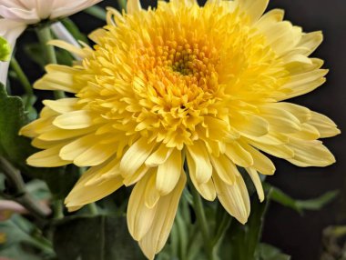 Kasımpatı çiçeklerini defansif şekil ve renklerle kapat 