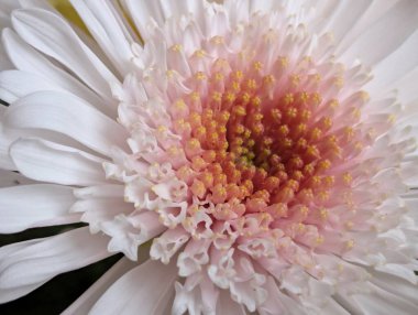 Pembe merkezli beyaz çiçeğe yakın plan