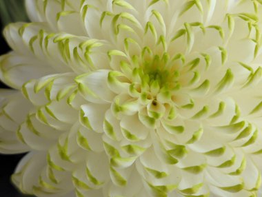 Yeşil uçlu beyaz çiçeğe yakın çekim