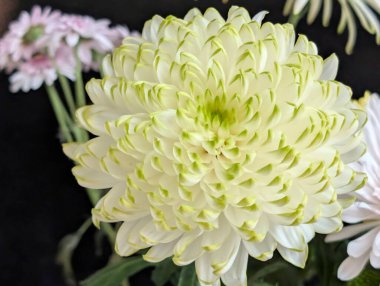 Diğer renkli çiçeklerin arasında açan beyaz kasımpatı çiçeği.