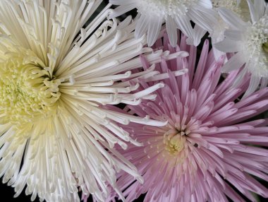 Closeup of colorful flowers in shades of pink white yellow