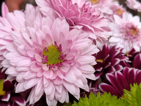 Bahçe çiçeklerinin koyu arkaplanda açtığı Macro çekimi. 