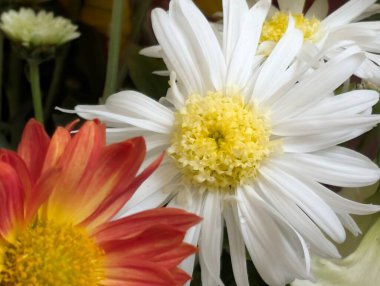 Renkli çiçekler canlı bahçede çiçek açıyor.