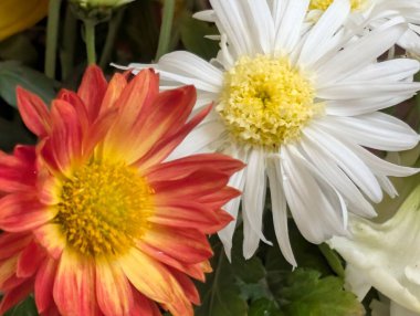 Kırmızı turuncu ve beyaz taç yapraklı canlı çiçekler.