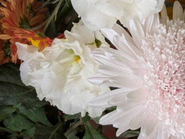 Yeşil yapraklı çeşitli renkli çiçeklere yakın çekim