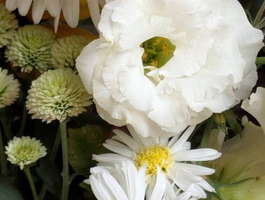 Yeşil ve sarı yaprakların arasında açan beyaz çiçekler.