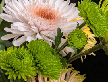 Colorful flowers blooming with green and white petals