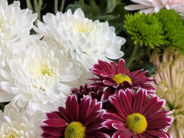 Beyaz ve mor papatyalar da dahil renkli çiçeklerin sıralanması