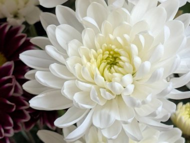 Yeşil merkezli beyaz çiçek yapraklarının yakınlaştırılması