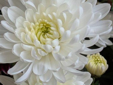 Closeup of white flowers blooming with green center petals
