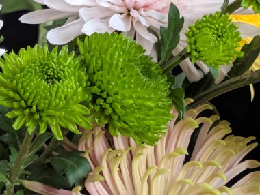 Vibrant green flowers surrounded by soft pink and white petals