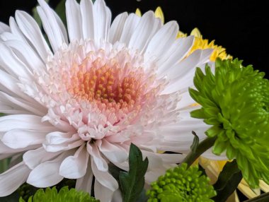 Closeup of white pink and green flowers on black background