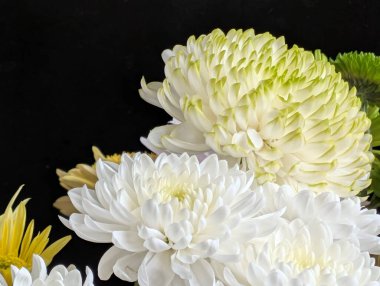 Siyah arkaplanda beyaz ve sarı kasımpatı düzenleme