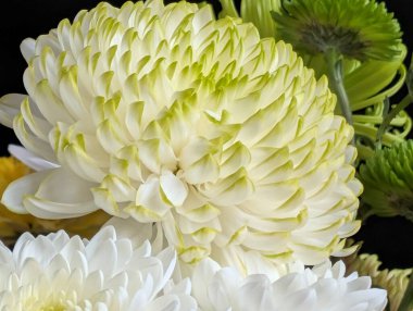 Koyu arkaplan üzerine beyaz ve yeşil çiçekleri yakın plan