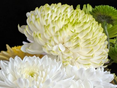 Yeşil aksanlı beyaz ve sarı çiçeklere yakın çekim