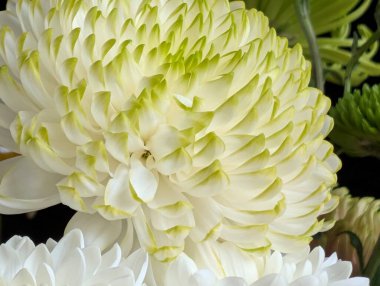 Closeup of white and green chrysanthemum flower petals