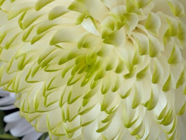 Yumuşak yeşil ve beyaz yapraklarla narin çiçek yapraklarının yakınlaşması