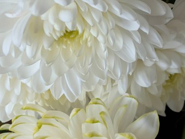 White flowers blooming with delicate petals and soft textures