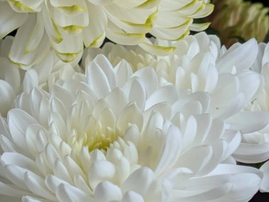 Closeup of beautiful white flowers blooming in sunlight