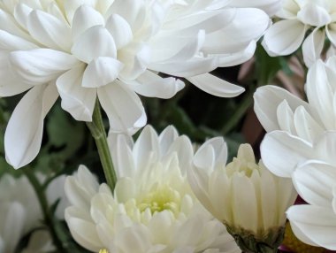 White flowers blooming in closeup arrangement with greenery