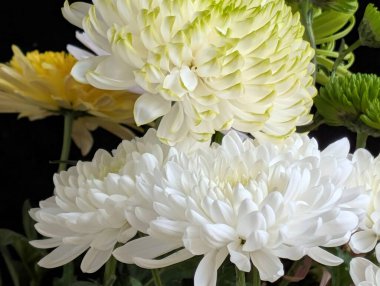 Beyaz ve sarı kasımpatılar yakın planda çiçek açıyor.