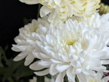 Yumuşak yapraklar ve yeşil yapraklarla açan beyaz çiçekler.