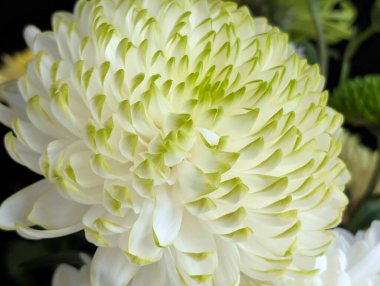 Yeşil uçlu beyaz çiçek yapraklarına yakın çekim