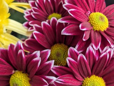 Güzel bir düzende açan canlı mor çiçekler.